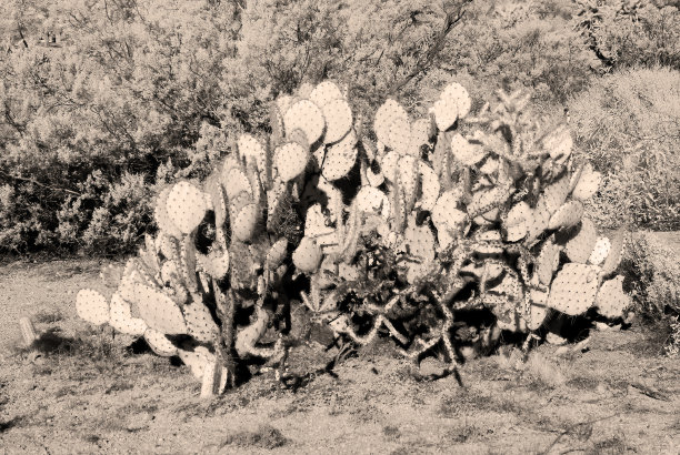 多刺梨仙人掌红外深褐色色调图片下载