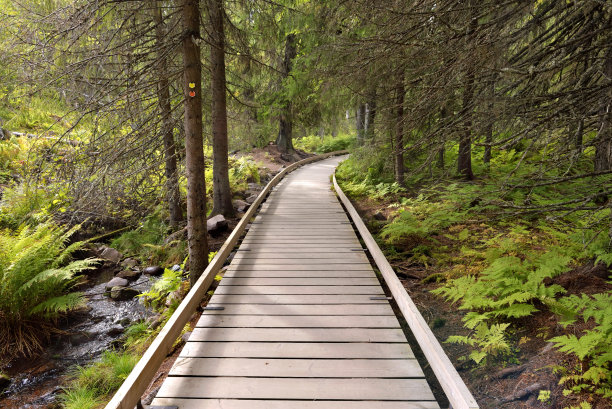 穿过瑞典国家公园森林的木制小径图片下载