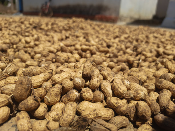 花生被分组和肖像视图。图片下载