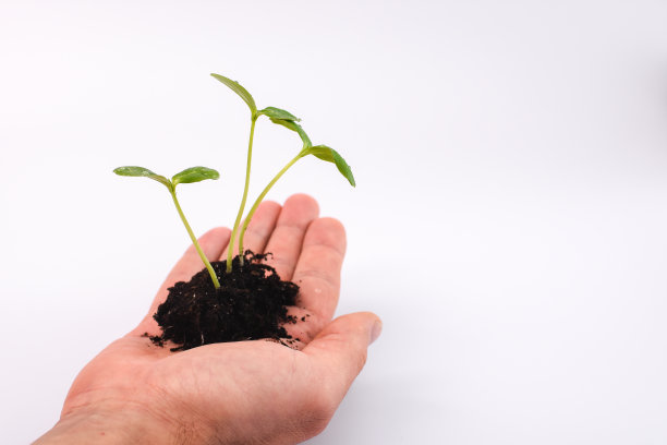 黄瓜苗和泥土在你的手心。图片下载