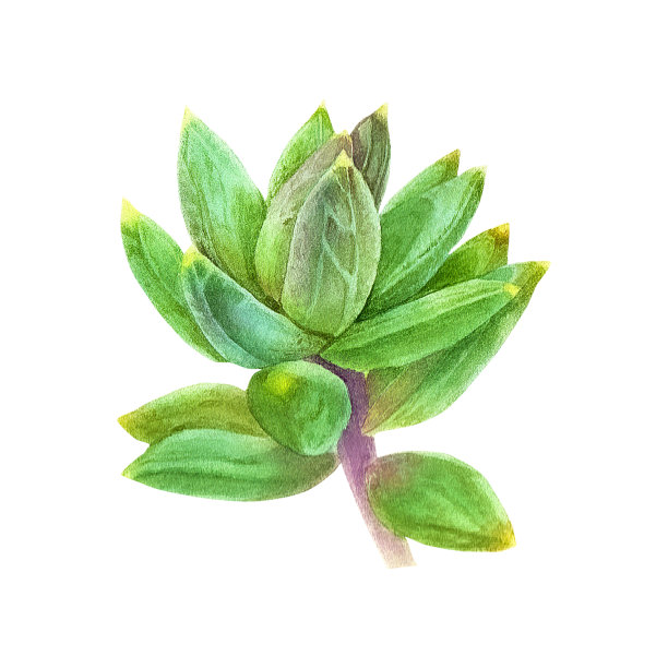 多汁pachyphytum。水彩插图在一个孤立的白色背景，手绘，植物画的设计，印刷。图片下载