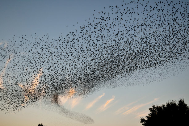 飞翔的欧椋鸟群图片下载