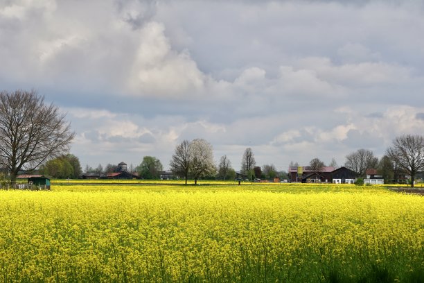 油菜(Brassica napus subsp;napus)，也被称为油菜或油菜籽，是十字花科(芥菜或卷心菜科)的一种亮黄色开花植物。图片下载