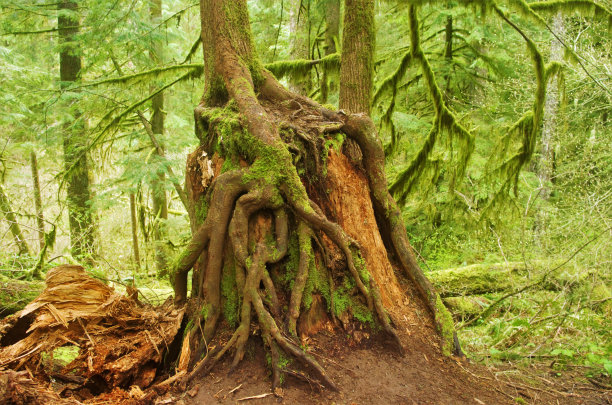 从树桩上长出来的松树图片下载