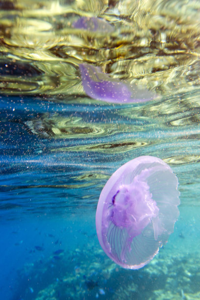 海中海月水母的景色图片下载