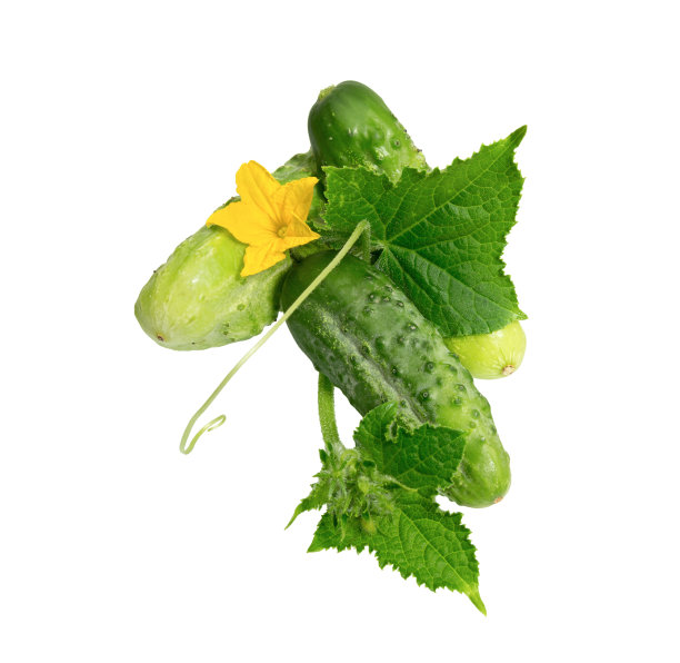 黄瓜上白图片下载
