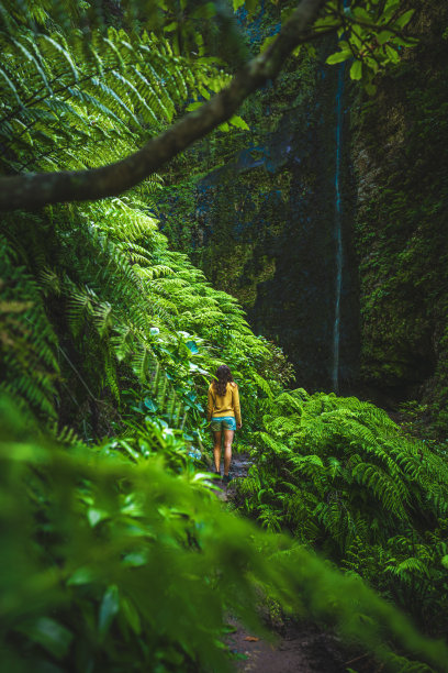 一名女游客沿着长满蕨类植物的徒步小径走向风景如画的马德拉雨林中长满杂草的瀑布。欧洲葡萄牙马德拉岛caldeir<e:1> o Verde的勒瓦达。图片下载
