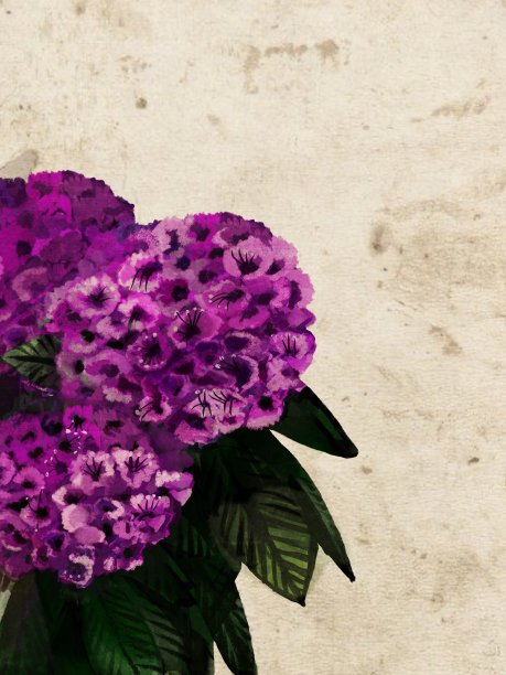 插图，水彩风格，紫色的花和绿色的叶子。羊皮纸背景上的杜鹃花植物。副本的空间。图片下载