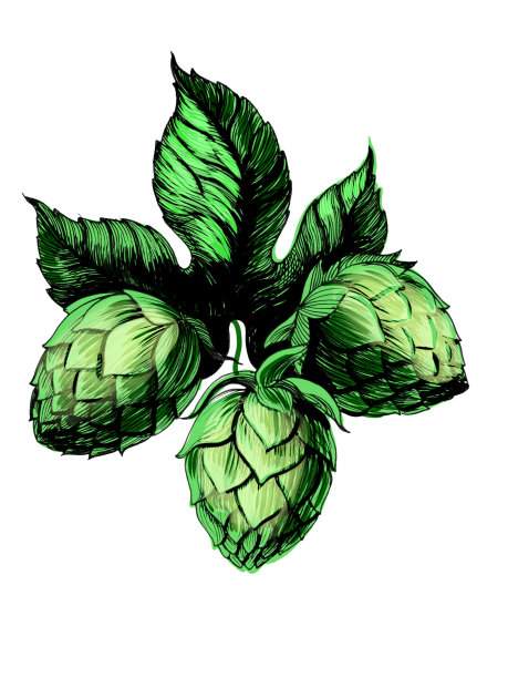 白色背景上的啤酒花图片下载