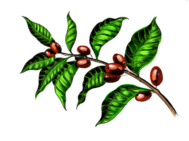 树上的咖啡豆图片下载