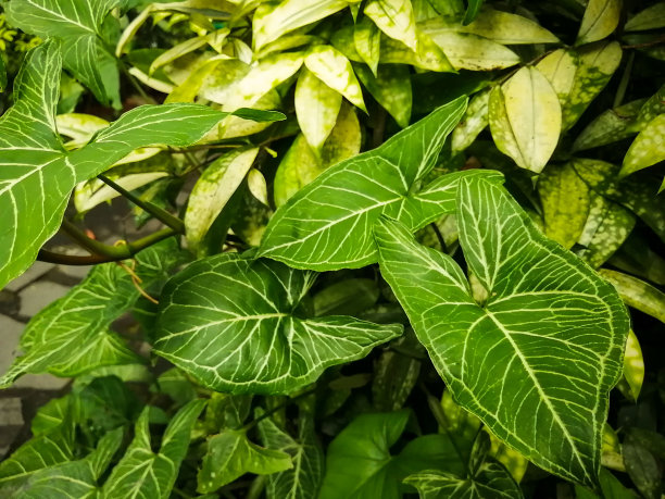 绿叶的特写。热带的叶子。自然背景和壁纸图片下载