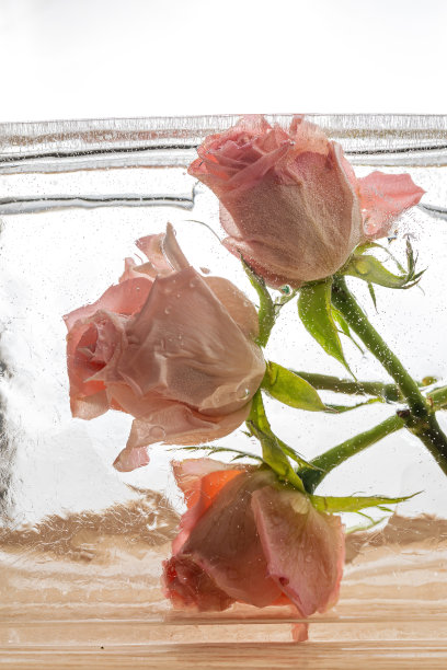 冰冻的玫瑰图片下载