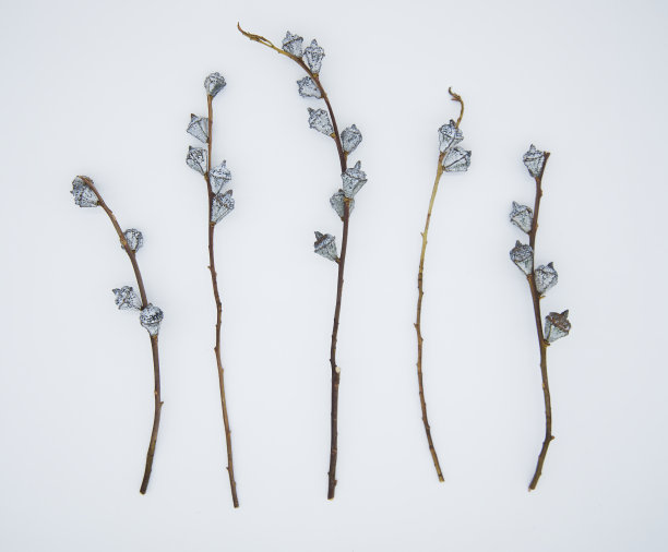 白色背景上的桉树干花图片下载