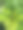 桂圆植物特写图片下载