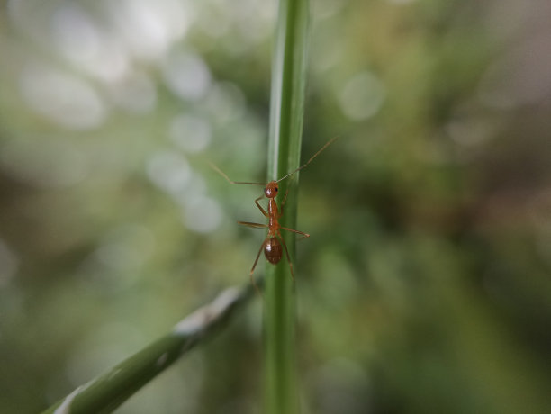 树叶上的蚂蚁图片下载