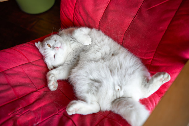 一只可爱的纯白色英国短毛宠物猫的特写图片下载