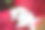 一只可爱的纯白色英国短毛宠物猫的特写图片下载