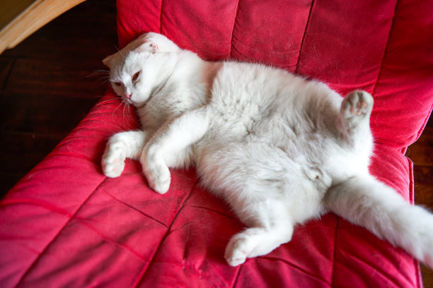 一只可爱的纯白色英国短毛宠物猫的特写图片下载