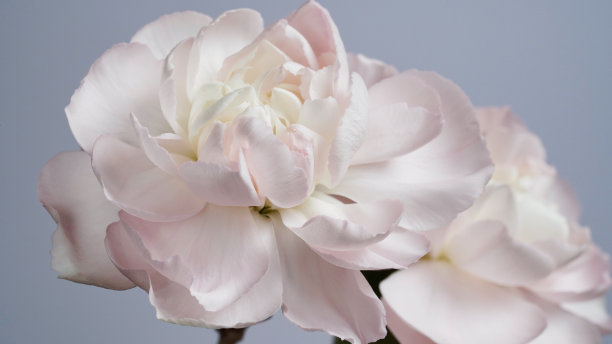 微距照片白色粉红色康乃馨花蕾在蓝色背景上的特写。质地柔软的康乃馨花瓣。漂亮的花旗。学名是石竹。婚礼的明信片。母亲节花图片下载
