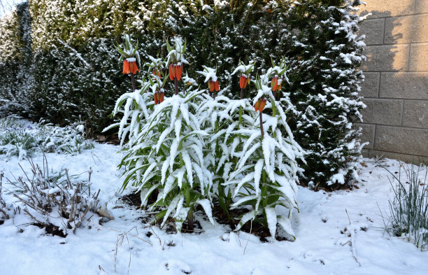 大型多年生植物，红色铃铛花和黄色水仙花在树皮覆盖的花坛上。周围是混凝土栅栏和紫杉修剪的树篱图片下载