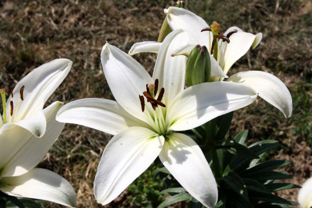 白色百合“纳沃纳”(百合)花与深红色的花药:(图片Sanjiv Shukla)图片下载