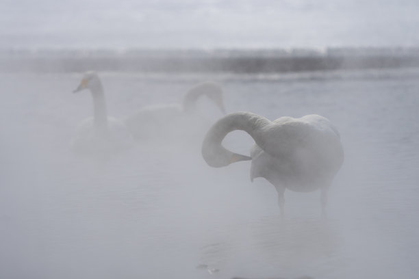 冬天，大天鹅在日本北海道池野游温泉休息图片下载