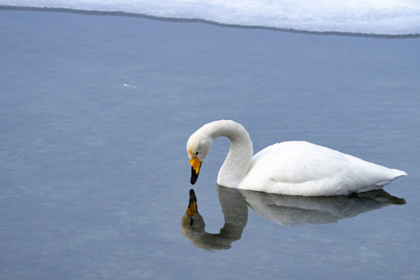 冬天，大天鹅在日本北海道池野游温泉休息图片下载
