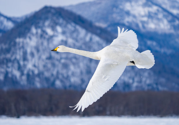 冬季在日本北海道池野游温泉飞行的大天鹅图片下载