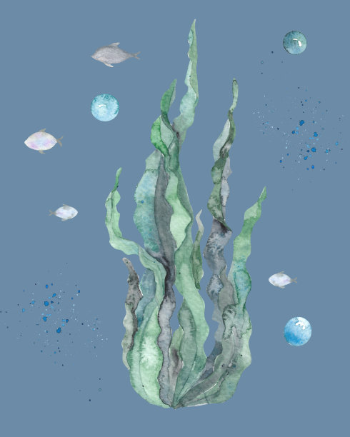 摇曳的海带、海藻、水生植物。植物水彩插图手绘纸。农贸市场设计，化妆品传单，海报，标签，包装的元素。天然有机产品图片下载