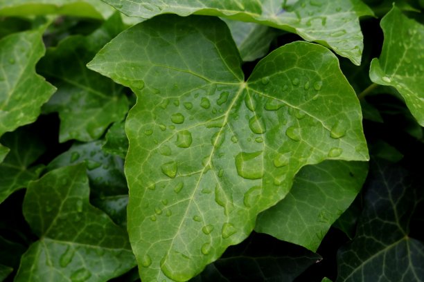 花园中深色常春藤叶子的特写，自然绿色的背景。天然植物墙纸图片下载