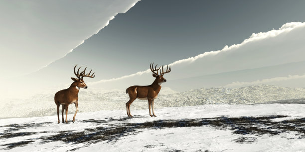 两只白尾雄鹿图片下载