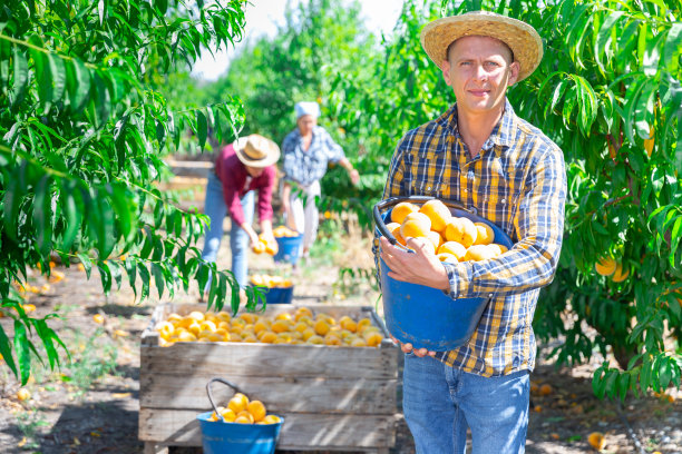 一位农民在果园里采摘新鲜的桃子图片下载