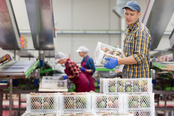 工人在工厂里搬运一箱箱的芒果图片下载