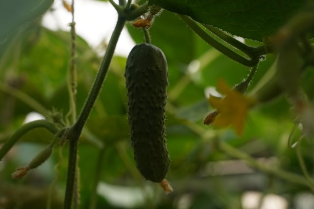 青苗蔬菜挂在温室黄瓜藤本植物上。有选择性的重点图片下载