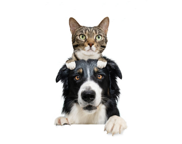 横幅的宠物。边境牧羊犬和家猫，把爪子挂在一块空白。孤立在白色背景上。垂直堆放图片下载
