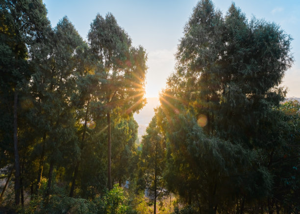 日出山林图片下载