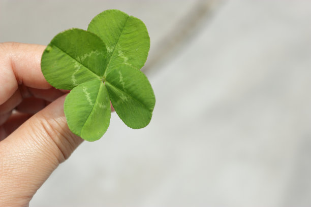 一个小孩手里拿着一棵大大的四叶三叶草图片下载