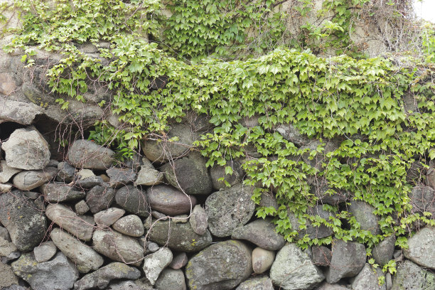 青藤覆盖着灰色的石墙图片下载