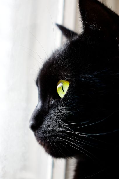 黑猫在白底上的侧影。图片下载