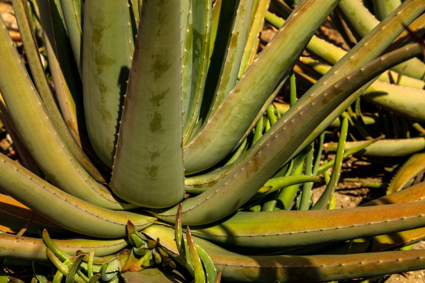 芦荟叶图片下载