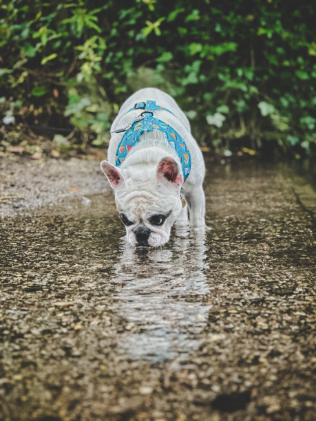 狗在小溪里喝水图片下载