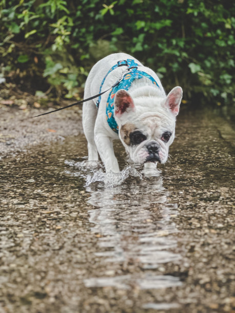 狗在小溪里喝水图片下载