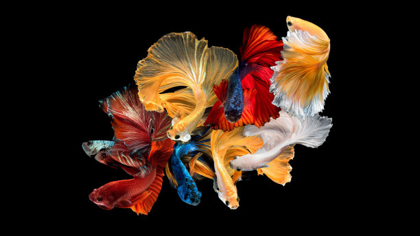 暹罗斗鱼或斗鱼在近距离运动对黑色背景。图片下载