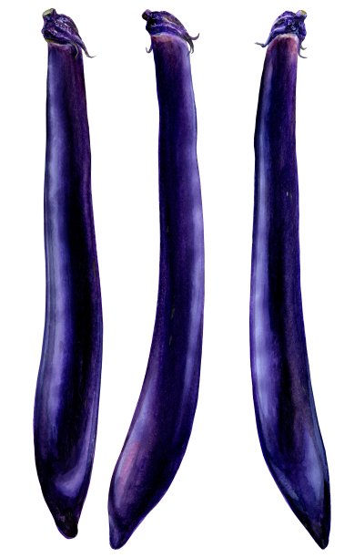 一幅细长的茄子图像，由一幅水彩画数码生成图片下载