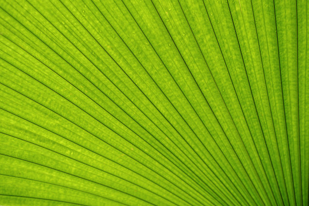 棕榈叶背景图片下载