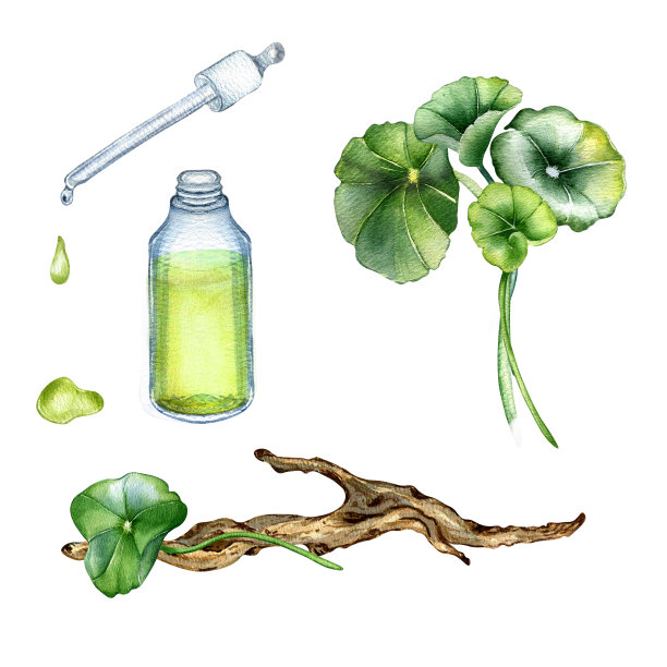 积雪草，精油，木枝水彩插图孤立于白色。Pennywort, gotu kola草本植物，可乐，浮木手绘。包装、标签、包装的设计元素图片下载