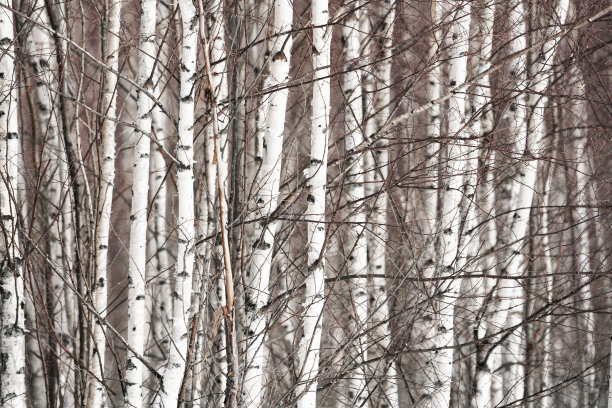 春天的森林，没有叶子的白桦林在四月衬着蓝天图片下载