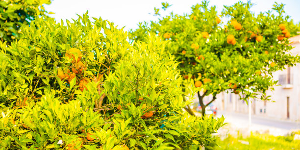 普通话的树。橘子。柑橘类。意大利。意大利的田野。托斯卡纳图片下载