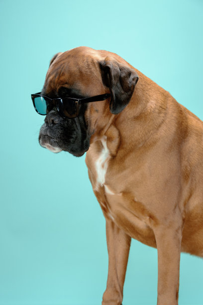 戴着墨镜的拳师犬的特写肖像。图片下载