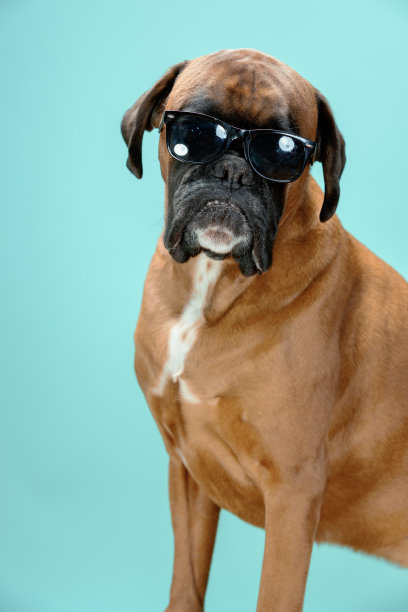 戴着墨镜的拳师犬的特写肖像。图片下载